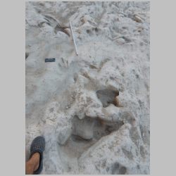 DSCN0447cr Baby track.jpg